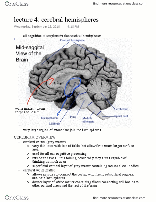 Anatomy and Cell Biology 3319 Lecture Notes - Lecture 4: White Matter, Grey Matter, Homunculus thumbnail