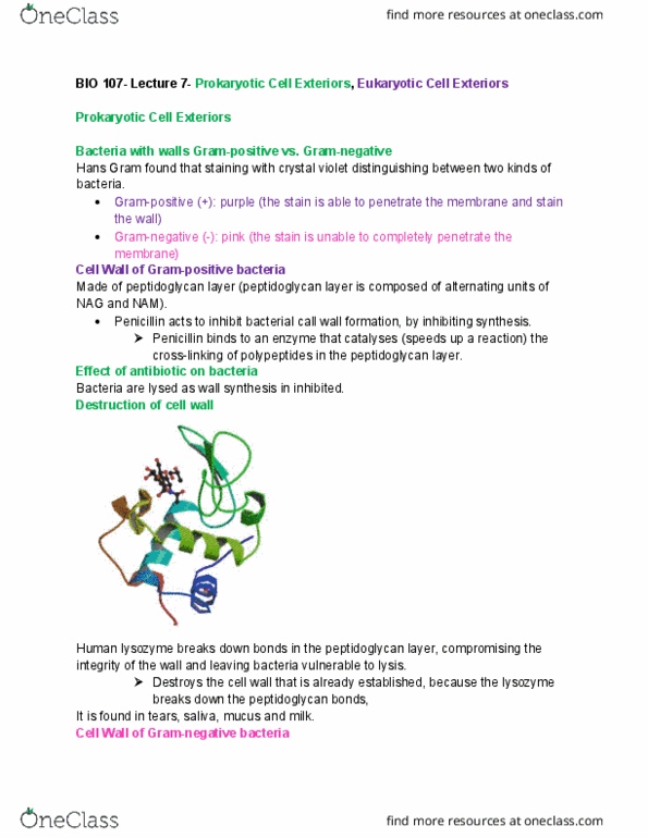 BIOL107 Lecture 7: BIO 107-Lecture 7-Prokaryotic Cell Exterior and Eukaryotic Cell Exterior thumbnail