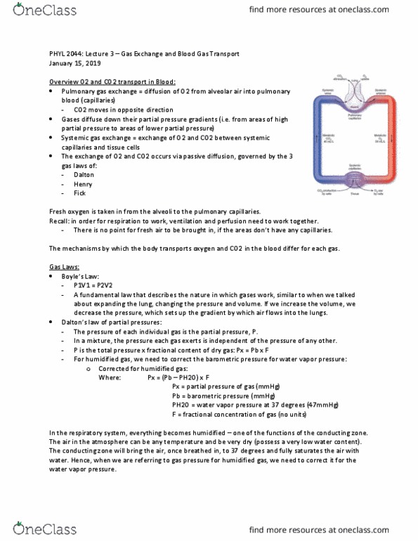 PHYL 2044 Lecture Notes - Lecture 3: Partial Pressure, Respiratory Tract, Gas Laws thumbnail