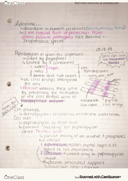MB 351 Lecture 3: Prokaryotic Structure and Function Part 2 thumbnail