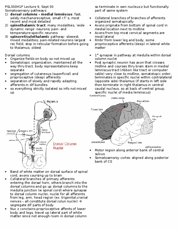PSL201Y1 Lecture Notes - Lecture 9: Reticular Formation, Basal Ganglia, Medial Lemniscus thumbnail