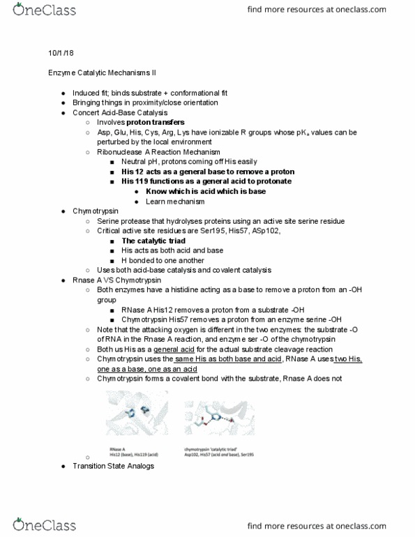 CMB 311 Lecture Notes - Lecture 7: Serine Protease, Enzyme Catalysis, Pancreatic Ribonuclease thumbnail