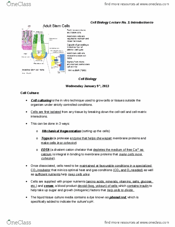 Biology 2382B Lecture Notes - Hela, Primary Cell, Embryonic Stem Cell thumbnail