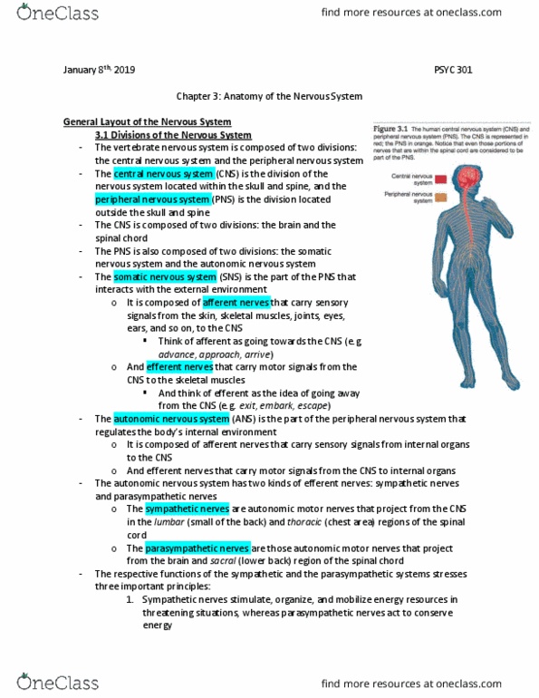 PSYC 301 Chapter 3: Anatomy of the Nervous System thumbnail