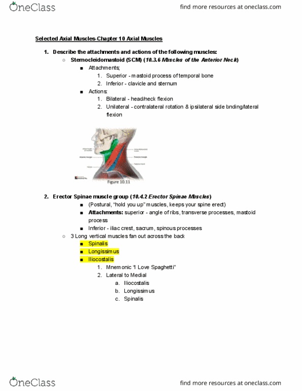 ANTR 350 Lecture 7: 01/18 Selected Axial Muscles thumbnail
