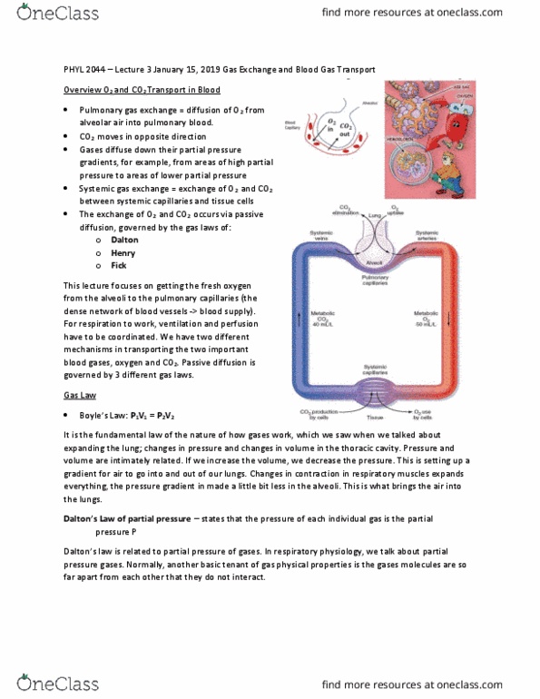 PHYL 2044 Lecture Notes - Lecture 3: Pulmonary Circulation, Thoracic Cavity, Partial Pressure thumbnail