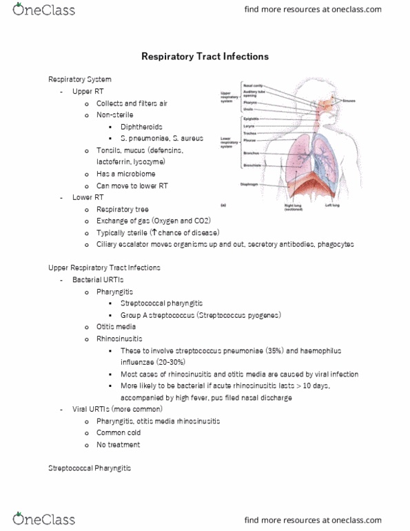 HTHSCI 2HH3 Lecture 4: Respiratory Tract Infections Notes thumbnail