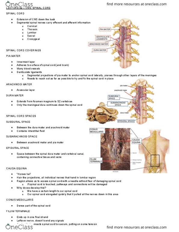 Health Sciences 3300A/B Lecture Notes - Lecture 3: Arachnoid Mater, Dura Mater, Pia Mater thumbnail
