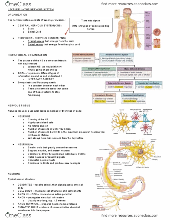 Health Sciences 3300A/B Lecture Notes - Lecture 1: Central Nervous System, Sympathetic Nervous System, Spinal Nerve thumbnail