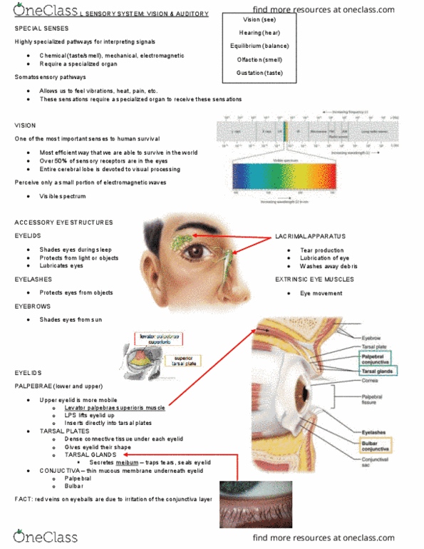 Health Sciences 3300A/B Lecture 5: LEC5 NOTES thumbnail