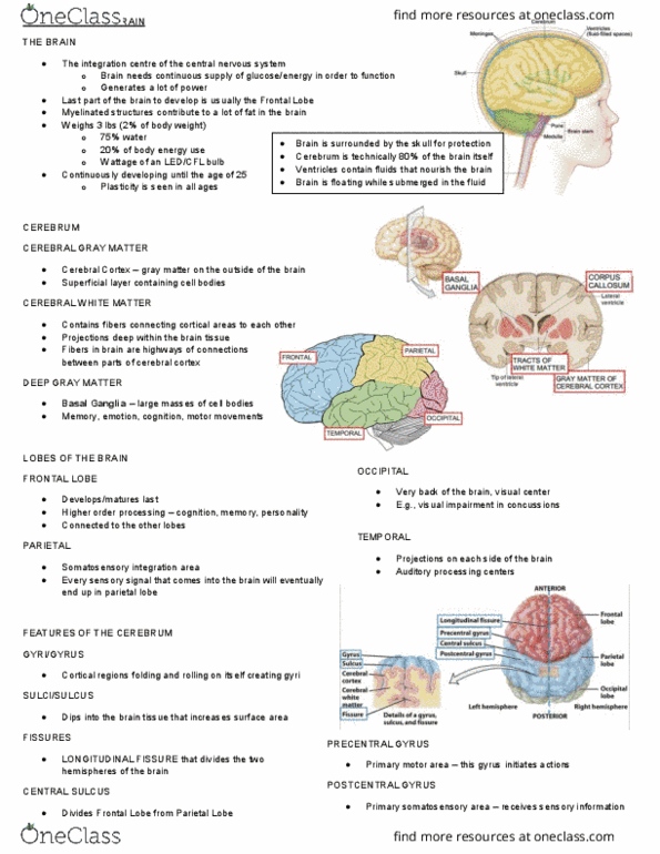 Health Sciences 3300A/B Lecture Notes - Lecture 2: Postcentral Gyrus, Parietal Lobe, Medial Longitudinal Fissure thumbnail