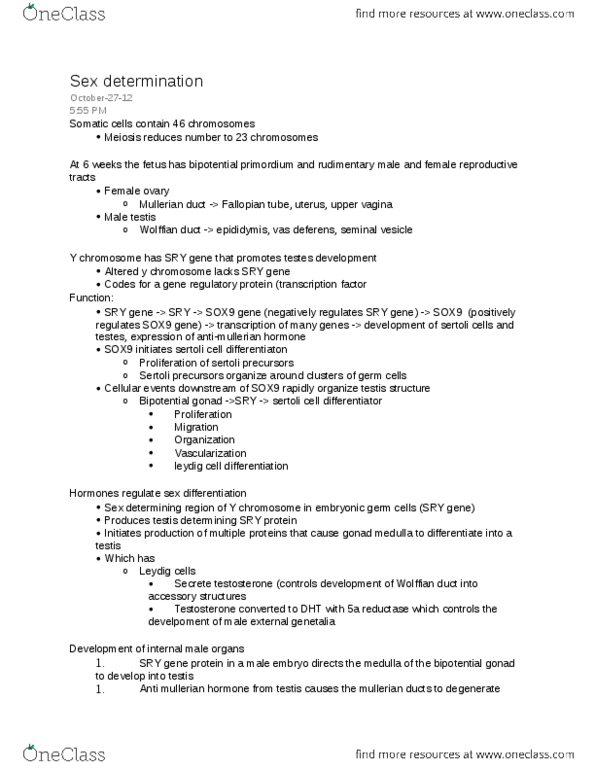 PSL300H1 Lecture Notes - Sexual Differentiation, Epididymis, Seminal Vesicle thumbnail