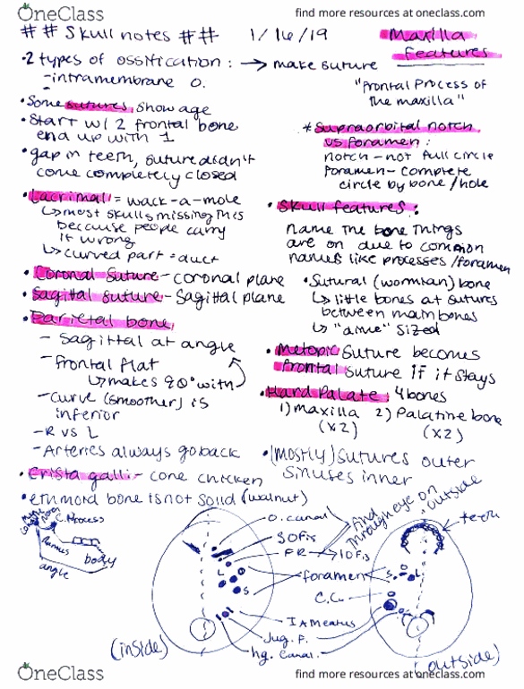 BMS 309 Lecture 4: Skull notes thumbnail