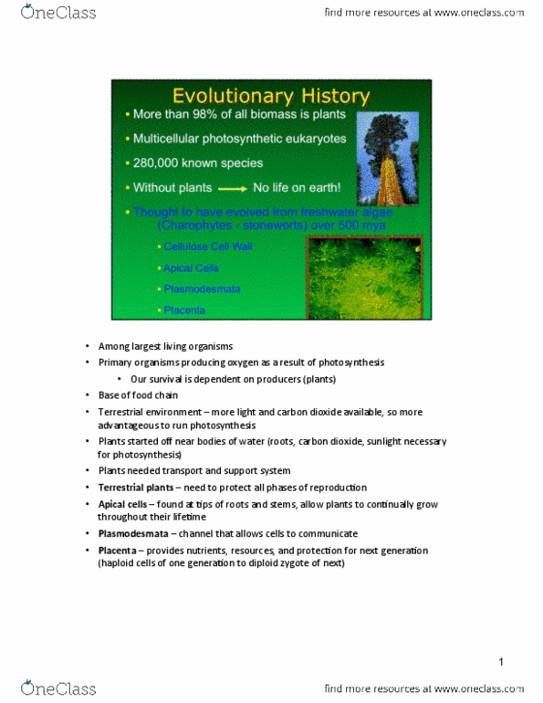 CAS BI 108 Lecture Notes - Largest Organisms, Non-Vascular Plant, Gymnosperm thumbnail