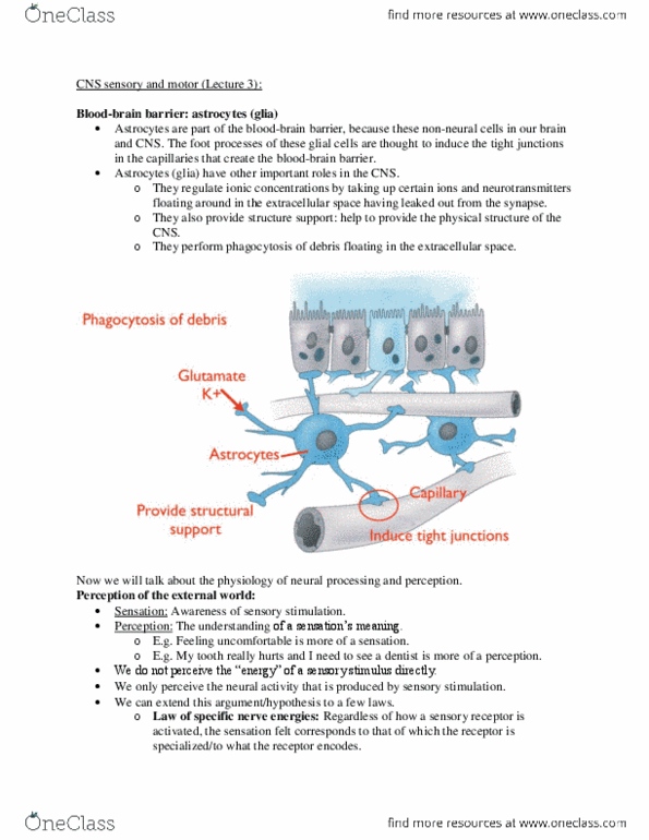 PHGY 209 Lecture Notes - Stimulus Modality, Sensory Neuron, Sensory Cortex thumbnail