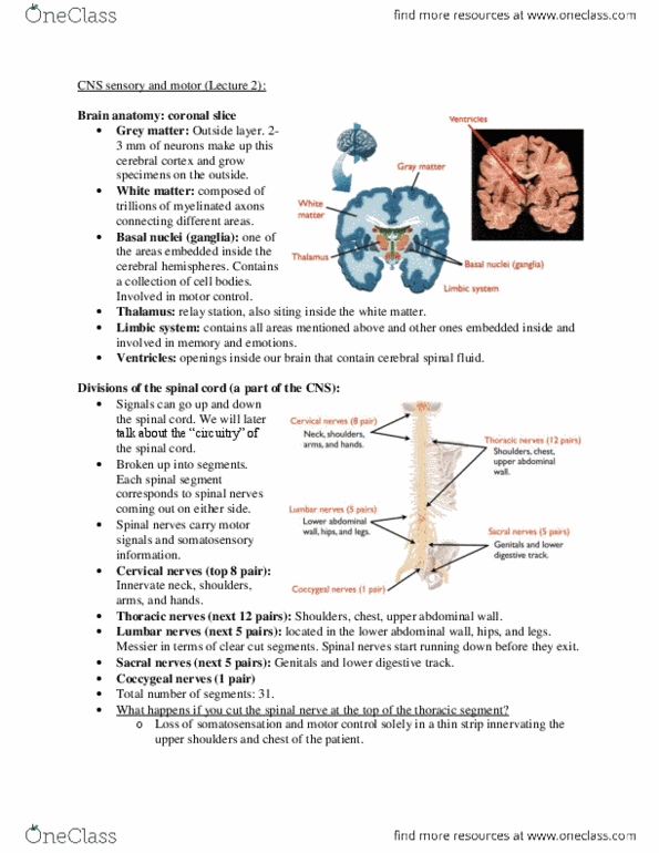 PHGY 209 Lecture Notes - Cerebrospinal Fluid, Choroid Plexus, Dorsal Root Ganglion thumbnail