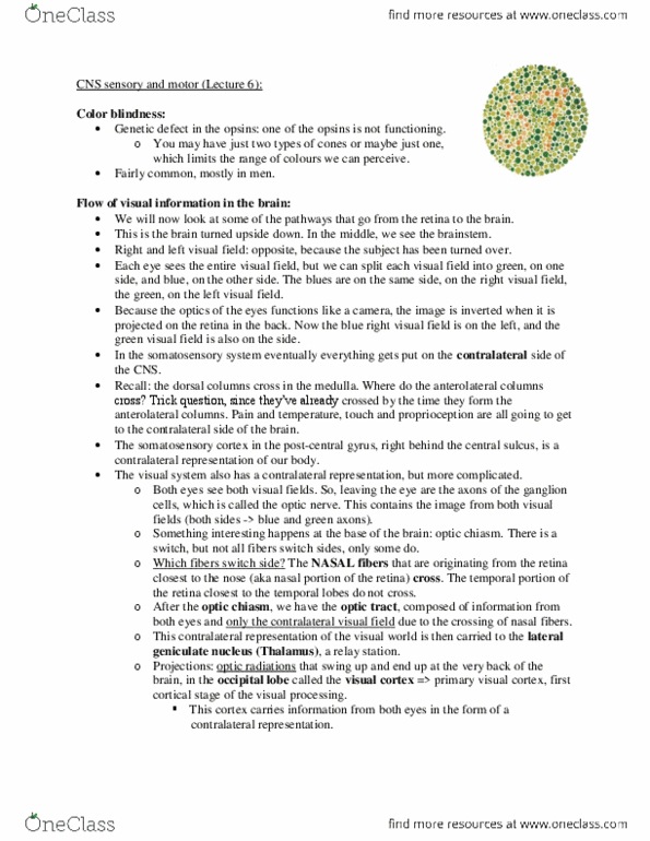 PHGY 209 Lecture Notes - Lecture 6: Visual Cortex, Optic Chiasm, Visual Field thumbnail