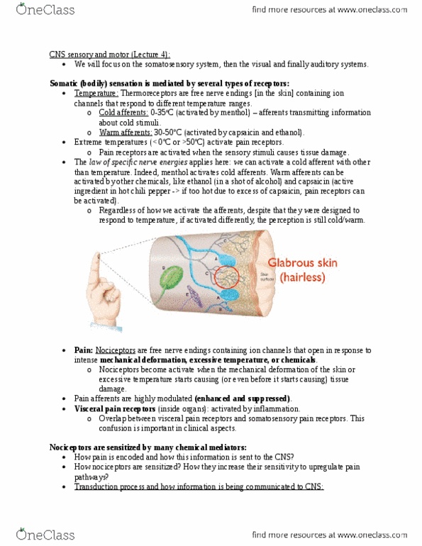 PHGY 209 Lecture Notes - Lecture 4: Dorsal Root Ganglion, Posterior Column, Spinal Cord thumbnail