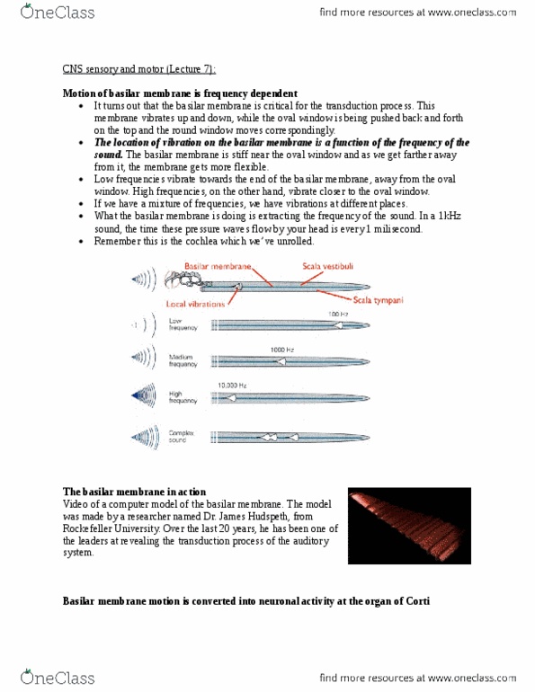 PHGY 209 Lecture Notes - Lecture 7: Basilar Membrane, Oval Window, Tectorial Membrane thumbnail