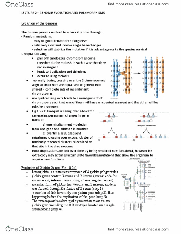 BIOB11H3 Lecture Notes - Lecture 2: Tandem Repeat, Globin, Intron thumbnail