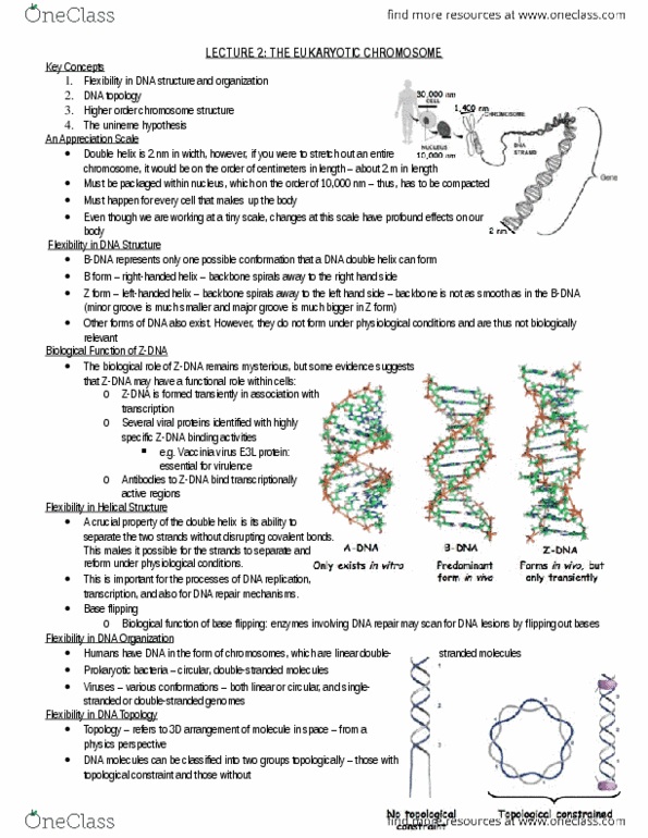 Biology 2581B Lecture Notes - Lecture 3: Nucleic Acid Double Helix, Vaccinia, Writhe thumbnail