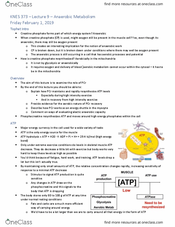 KNES 373 Lecture Notes - Lecture 9: Phosphocreatine, Atp Hydrolysis, Skeletal Muscle thumbnail