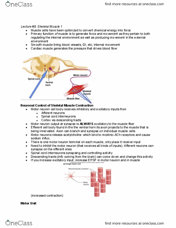PHYSIOL 201 Lecture Notes - Lecture 8: Anterior Grey Column, Spinal Cord, Motor Neuron thumbnail
