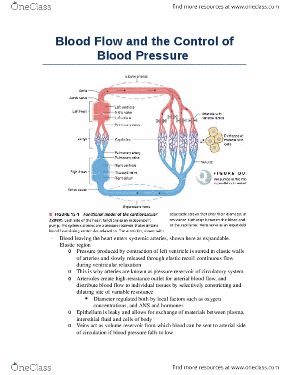 PSL301H1 Chapter Notes - Chapter 15: Arteriole, Capillary, Vascular Endothelial Growth Factor thumbnail