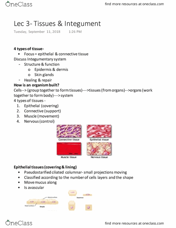 HTHSCI 1H06 Lecture Notes - Lecture 3: Integumentary System, Integument, Connective Tissue thumbnail