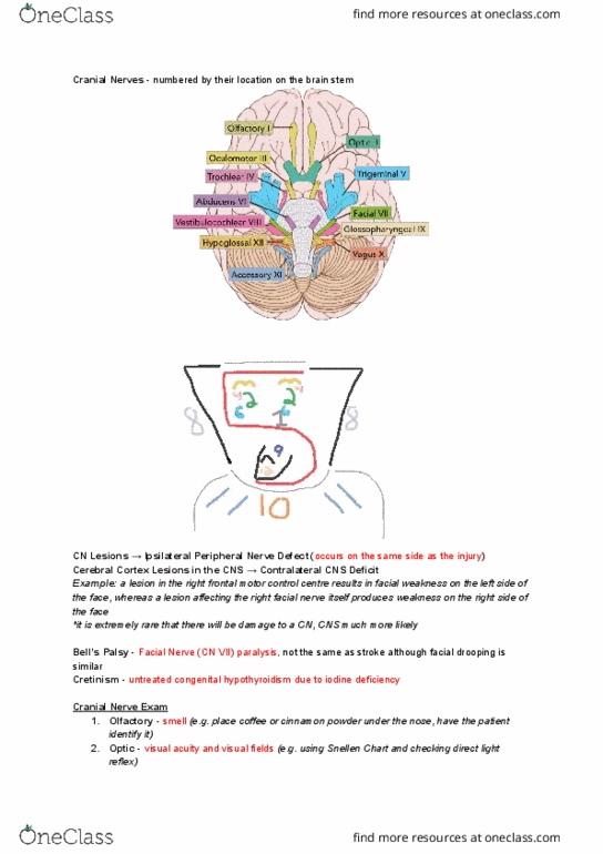 NURS 125 Lecture Notes - Lecture 7: Congenital Hypothyroidism, Snellen Chart, Facial Nerve thumbnail