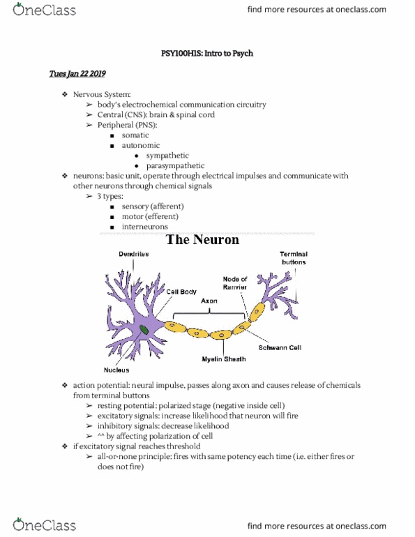 PSY100H1 Lecture Notes - Lecture 5: Resting Potential, Methamphetamine, Basal Ganglia thumbnail