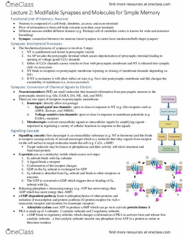 PSY492H1 Lecture Notes - Lecture 2: Ligand-Gated Ion Channel, Adenylyl Cyclase, Chemical Synapse thumbnail