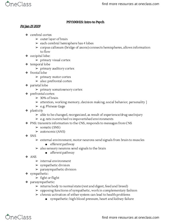 PSY100H1 Lecture Notes - Lecture 6: Auditory Cortex, Phineas Gage, Visual Cortex thumbnail