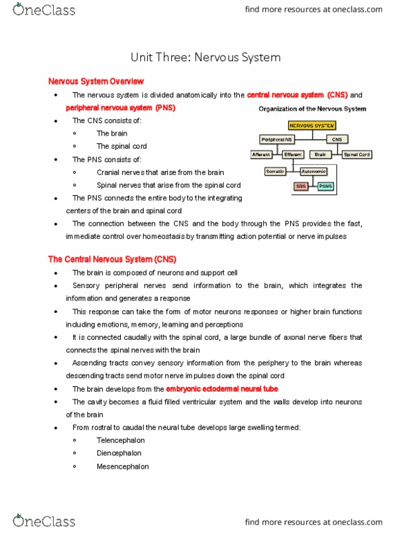 BIOM 3200 Chapter 3: Unit 3 Nervous System thumbnail