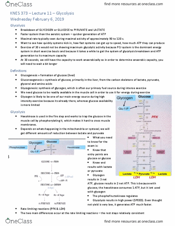 KNES 373 Lecture Notes - Lecture 11: Hexokinase, Rate Limiting, Glycogenesis thumbnail