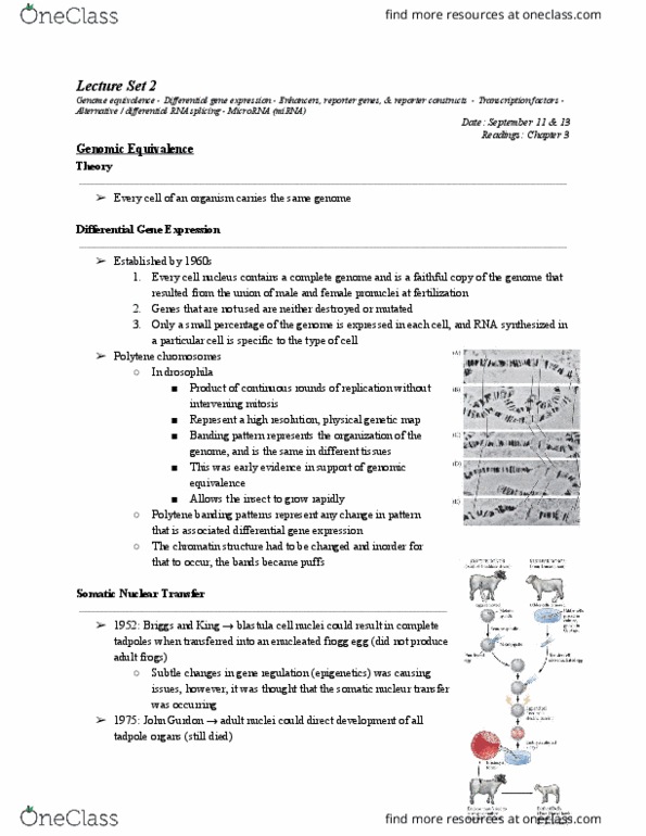 BIOL303 Lecture Notes - Lecture 2: Rna Splicing, Pronucleus, Somatic Cell thumbnail