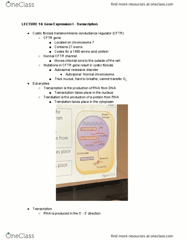 BIO SCI 93 Lecture Notes - Lecture 14: Chromosome, Mutation, Spliceosome thumbnail