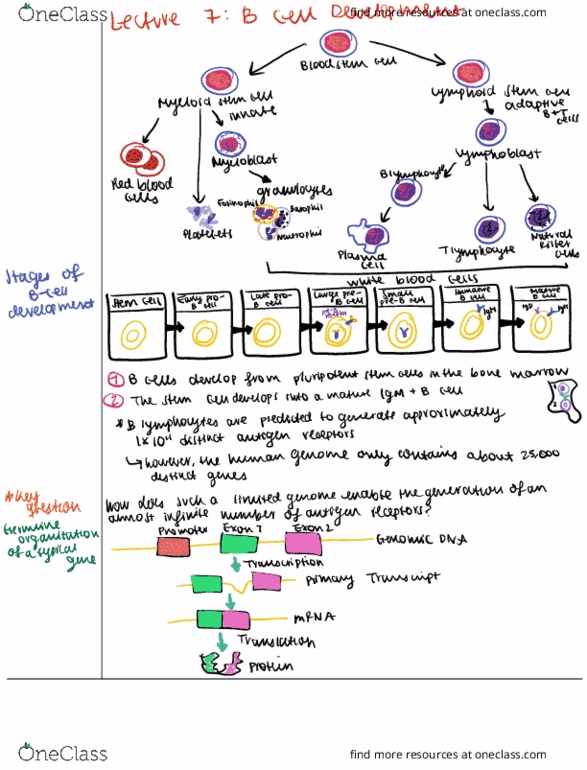 IMIN200 Lecture Notes - Lecture 7: Myeloblast, B Cell, Immunoglobulin M thumbnail