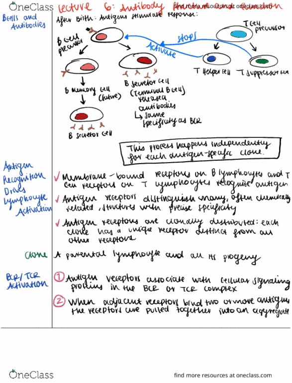 IMIN200 Lecture Notes - Lecture 6: B Cell, Antigen, Avidity thumbnail
