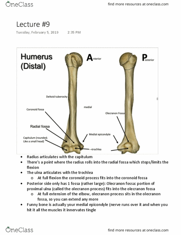 Kinesiology 2222A/B Lecture 9: Lecture 9 thumbnail