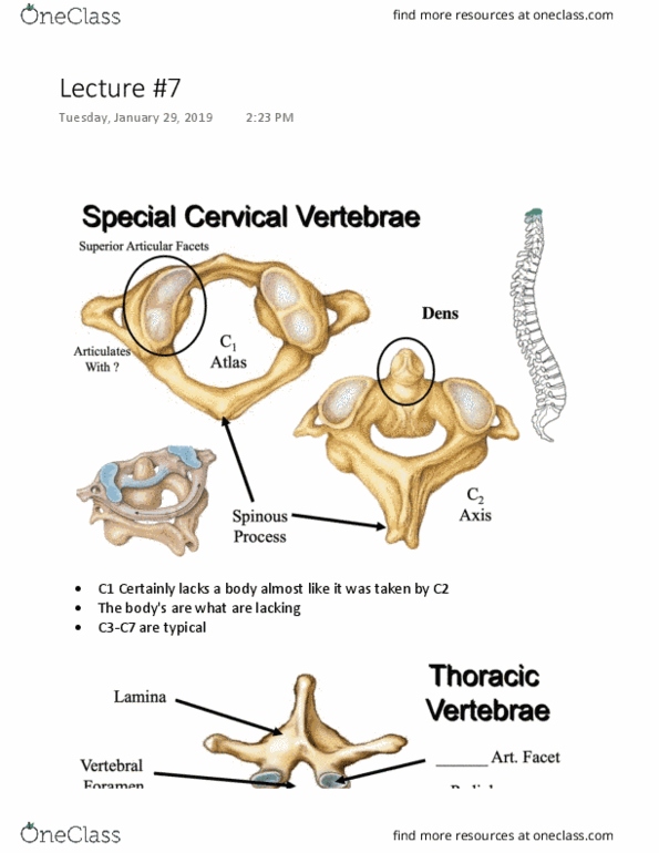 Kinesiology 2222A/B Lecture 7: Lecture 7 thumbnail