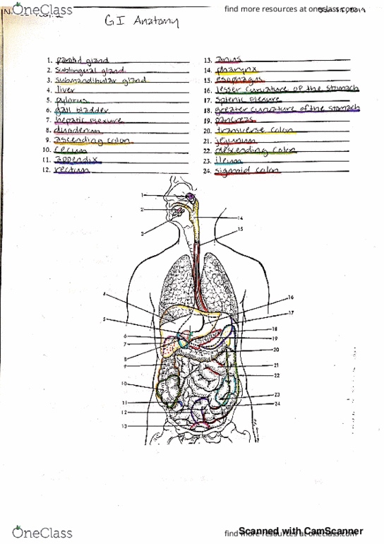 NMED 401 Lecture 1: Gastrointestinal Anatomy thumbnail