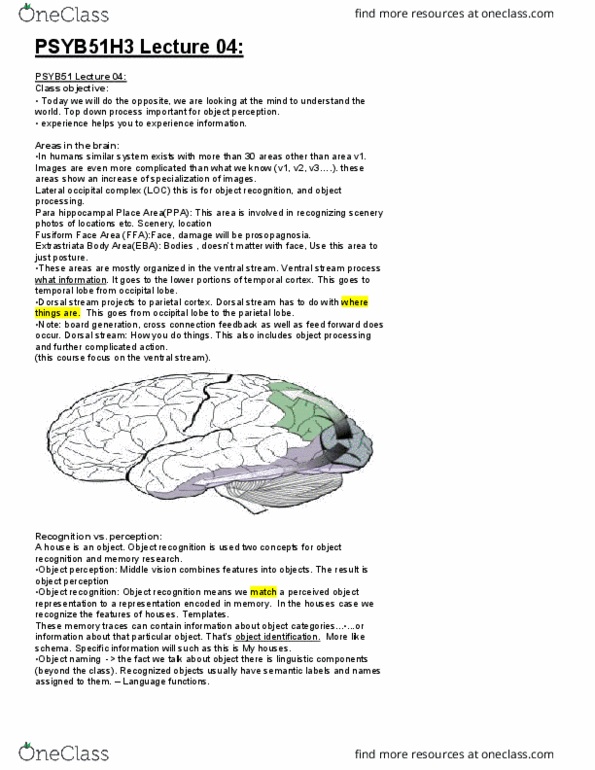 PSYB51H3 Lecture Notes - Lecture 4: Fusiform Face Area, Occipital Lobe, Two-Streams Hypothesis thumbnail