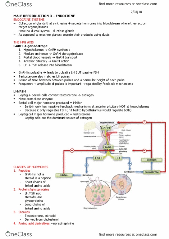 PHY3181 Lecture Notes - Lecture 3: Leydig Cell, Sertoli Cell, Anterior Pituitary thumbnail