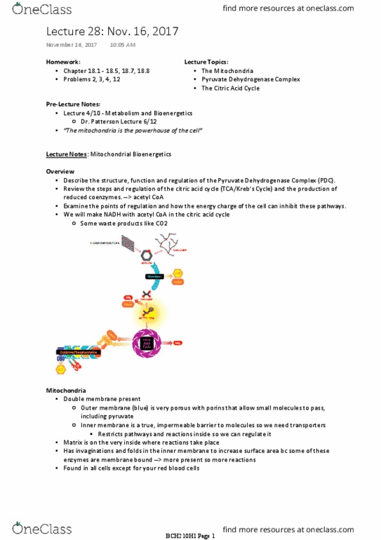 BCH210H1 Lecture Notes - Lecture 28: Acetyl-Coa, Acetyl Group, Pyruvic Acid thumbnail