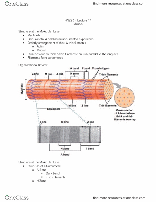 HN220 Lecture Notes - Lecture 14: Cardiac Muscle, Skeletal Muscle, Sarcomere thumbnail