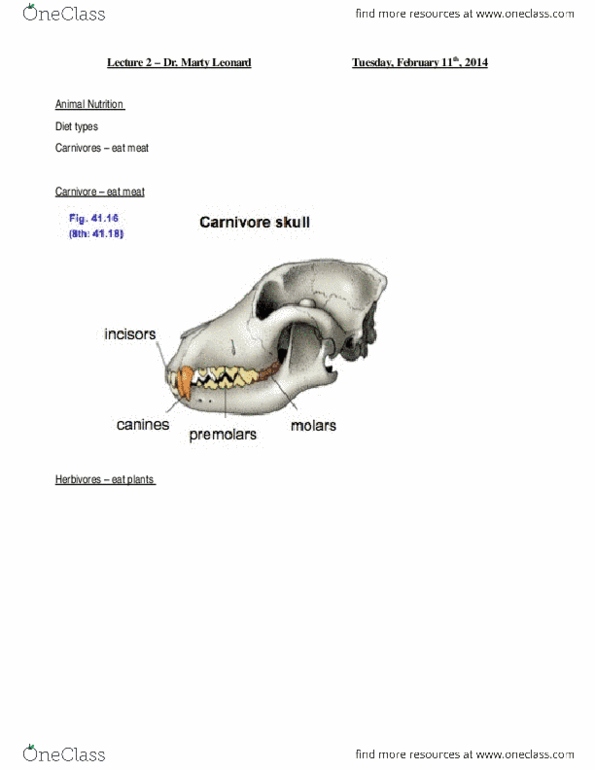 BIOL 1011 Lecture Notes - Lecture 2: Epiglottis, Lysozyme, Trachea thumbnail