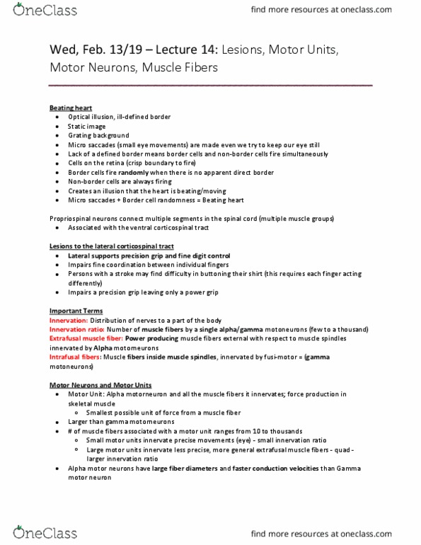 Kinesiology 1080A/B Lecture Notes - Lecture 14: Extrafusal Muscle Fiber, Gamma Motor Neuron, Alpha Motor Neuron thumbnail