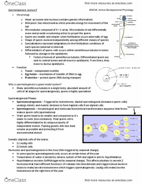 BIOC19H3 Lecture Notes - Lecture 9: Seminiferous Tubule, Leydig Cell, Spermiogenesis thumbnail