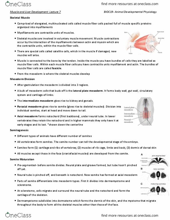 BIOC19H3 Lecture 7: Notes thumbnail